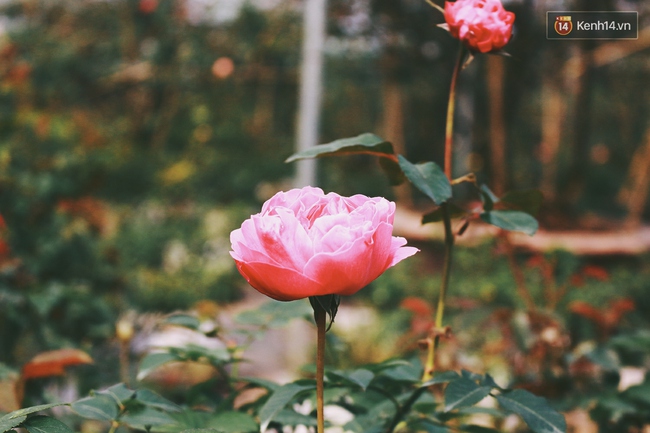 Cô gái trẻ sở hữu khu vườn 5.000m2 với hàng nghìn hoa hồng quý hiếm, đắt đỏ tại Hà Nội - Ảnh 4.