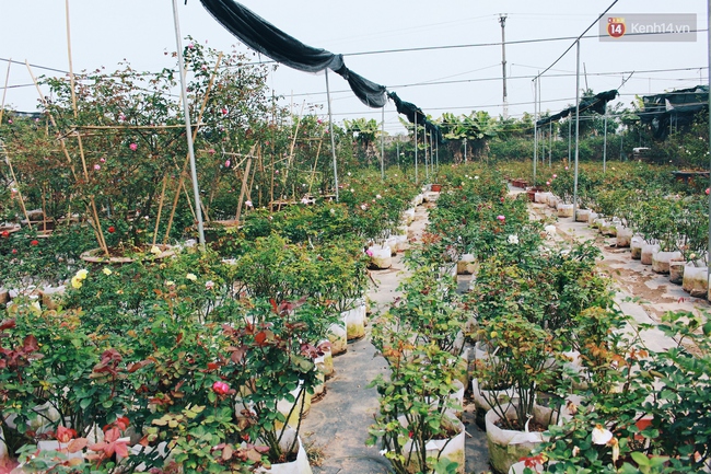 Cô gái trẻ sở hữu khu vườn 5.000m2 với hàng nghìn hoa hồng quý hiếm, đắt đỏ tại Hà Nội - Ảnh 3.