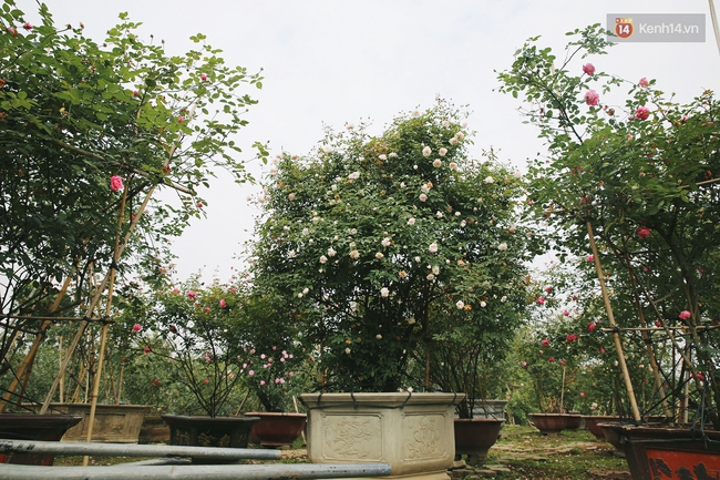 Cô gái trẻ sở hữu khu vườn 5.000m2 với hàng nghìn hoa hồng quý hiếm, đắt đỏ tại Hà Nội - Ảnh 8.