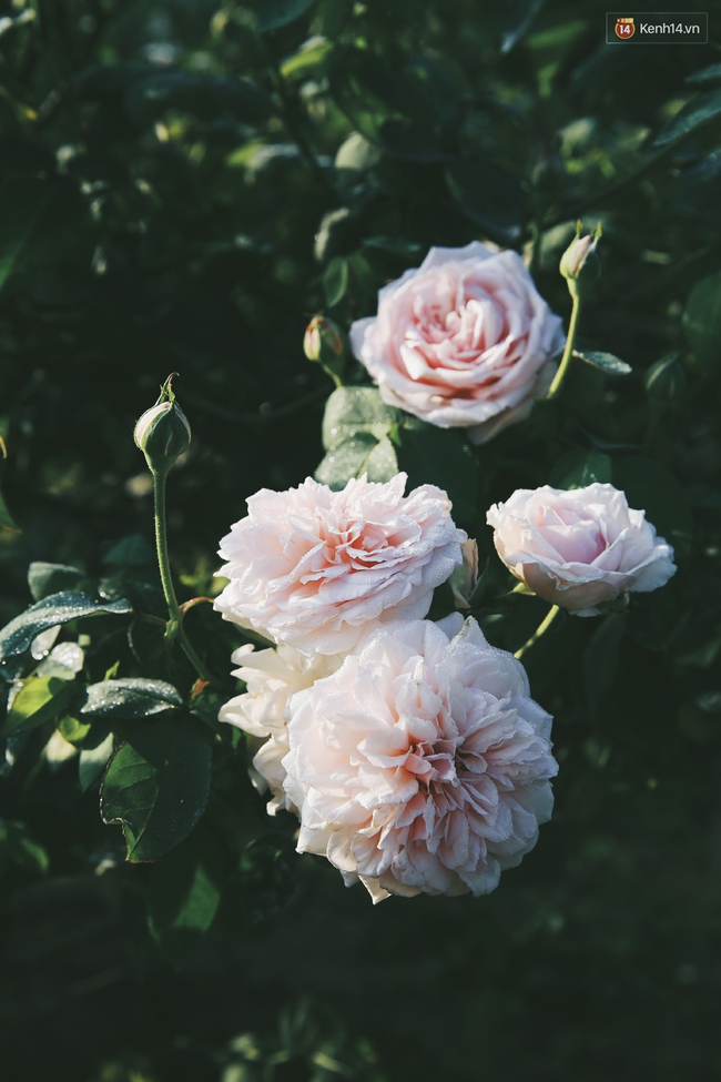 Cô gái trẻ sở hữu khu vườn 5.000m2 với hàng nghìn hoa hồng quý hiếm, đắt đỏ tại Hà Nội - Ảnh 6.