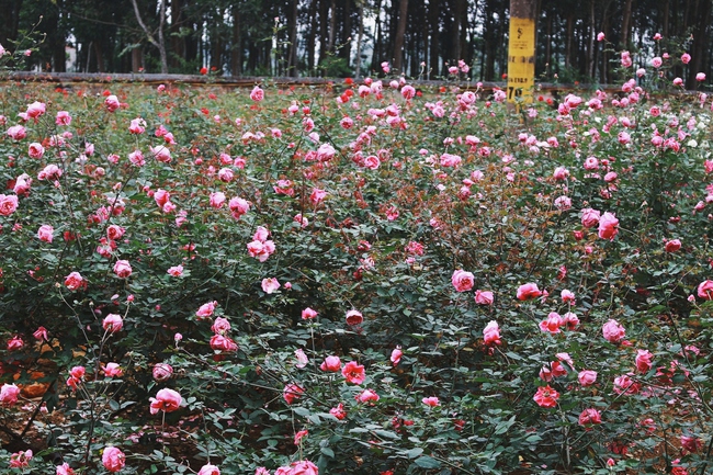 Con đường khởi nghiệp với 20.000 gốc hoa hồng sạch của nữ luật sư Hà Nội - Ảnh 1.