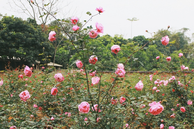 Con đường khởi nghiệp với 20.000 gốc hoa hồng sạch của nữ luật sư Hà Nội - Ảnh 5.