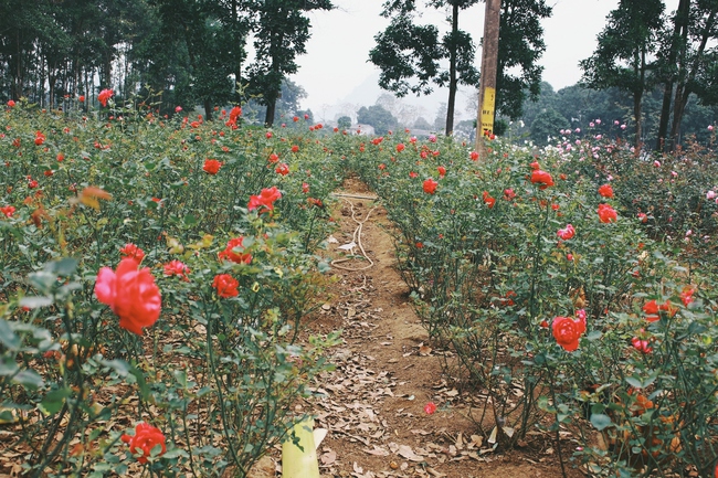 Con đường khởi nghiệp với 20.000 gốc hoa hồng sạch của nữ luật sư Hà Nội - Ảnh 3.