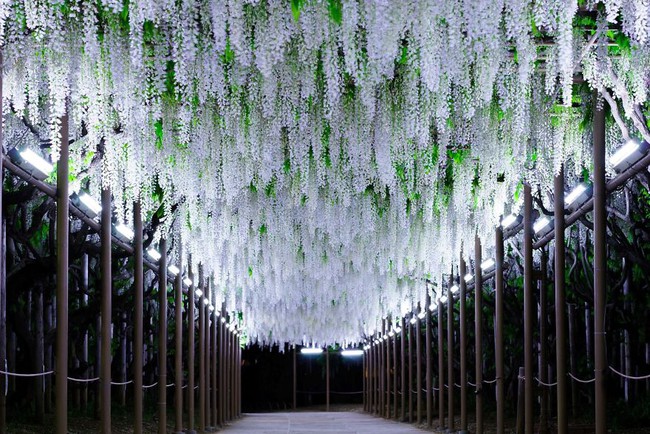 Ghé thăm xứ sở hoa tử đằng mộng mơ và nên thơ ở Nhật Bản - Ảnh 23.