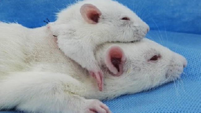 Khoa học vừa mới công bố thành công trong việc tạo ra 1 con chuột 2 đầu - Ảnh 1.
