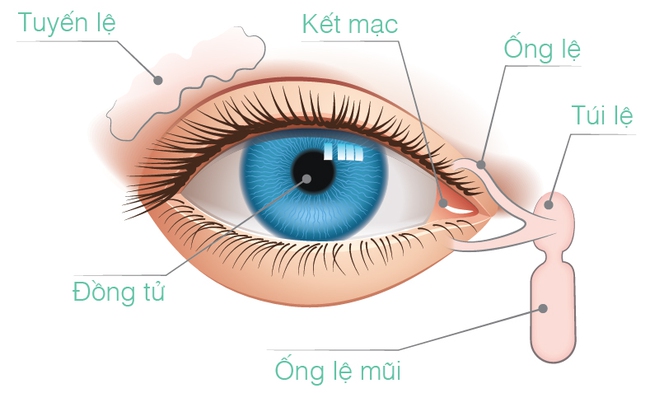 100 người đi nắng về thì đến 101 người bị hoa mắt, đó là vì... - Ảnh 2.