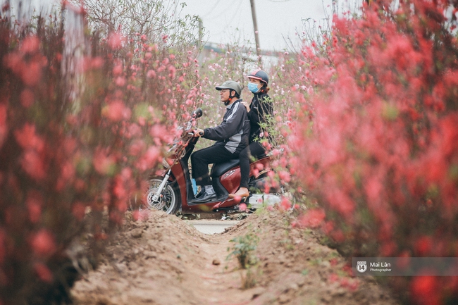 Mùa đông quá ngắn, bạn buồn vì không được mặc đồ lạnh, còn với các làng hoa ở Hà Nội - họ mất Tết! - Ảnh 8. Mùa đông quá ngắn, bạn buồn vì không được mặc đồ lạnh, còn với các làng hoa ở Hà Nội - họ mất Tết! - Ảnh 8.