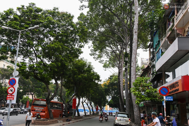 Đốn hạ 28 cây xanh trên đường Lê Lợi: Người Sài Gòn tiếc nuối nhưng chấp nhận vì thành phố hiện đại - Ảnh 3.
