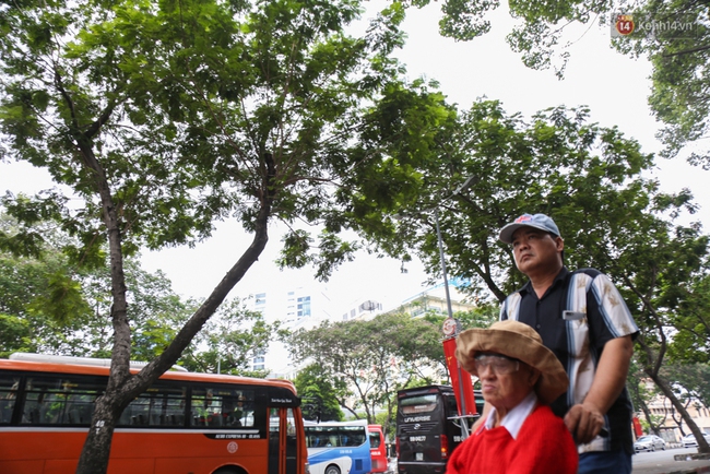 Đốn hạ 28 cây xanh trên đường Lê Lợi: Người Sài Gòn tiếc nuối nhưng chấp nhận vì thành phố hiện đại - Ảnh 4.