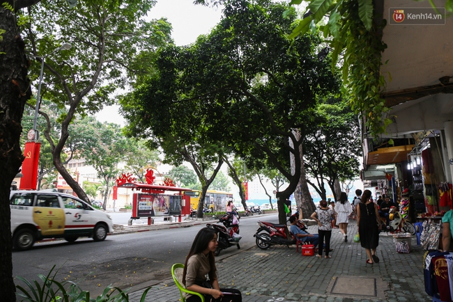 Đốn hạ 28 cây xanh trên đường Lê Lợi: Người Sài Gòn tiếc nuối nhưng chấp nhận vì thành phố hiện đại - Ảnh 6.