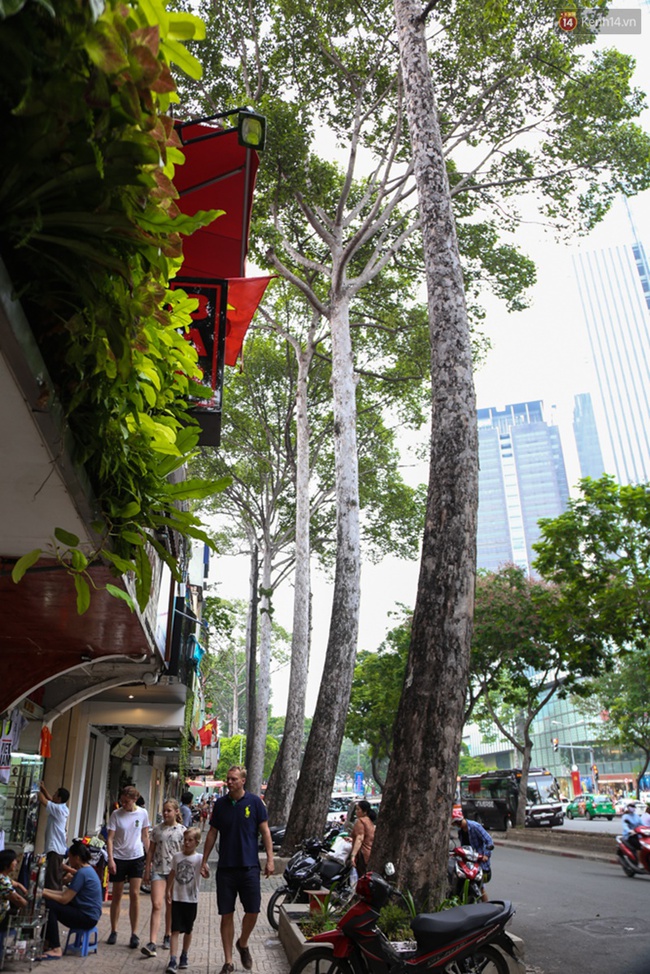 Đốn hạ 28 cây xanh trên đường Lê Lợi: Người Sài Gòn tiếc nuối nhưng chấp nhận vì thành phố hiện đại - Ảnh 7.