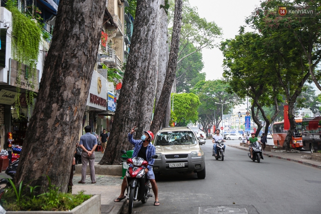 Đốn hạ 28 cây xanh trên đường Lê Lợi: Người Sài Gòn tiếc nuối nhưng chấp nhận vì thành phố hiện đại - Ảnh 11.