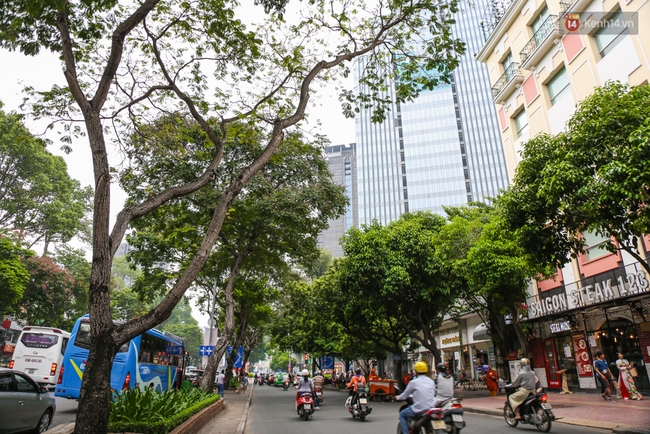 Đốn hạ 28 cây xanh trên đường Lê Lợi: Người Sài Gòn tiếc nuối nhưng chấp nhận vì thành phố hiện đại - Ảnh 10.