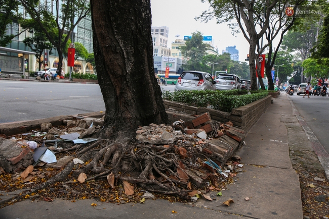 Đốn hạ 28 cây xanh trên đường Lê Lợi: Người Sài Gòn tiếc nuối nhưng chấp nhận vì thành phố hiện đại - Ảnh 8.