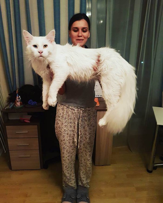 maine-coon-cat-hugs-owner-tihon-10-14935