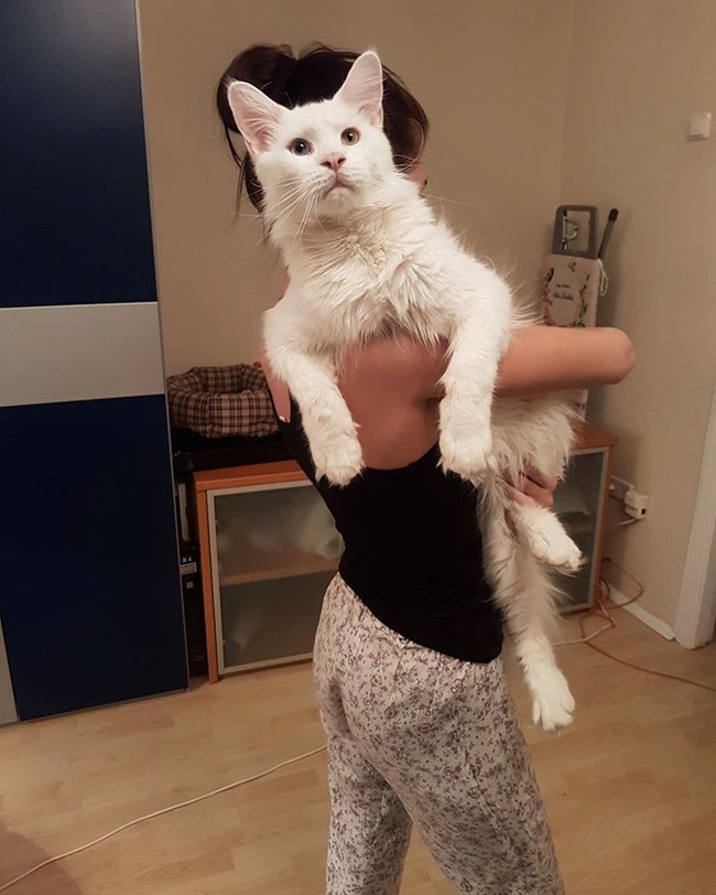 maine-coon-cat-hugs-owner-tihon-28-14935