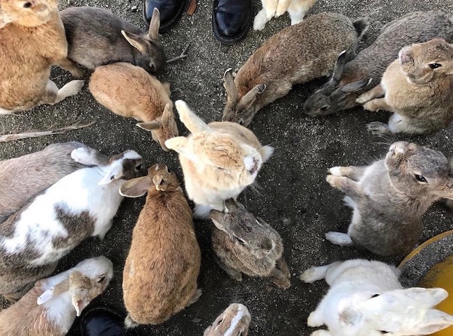 Có một thiên đường dành cho loài thỏ ở Nhật Bản - Ảnh 1.