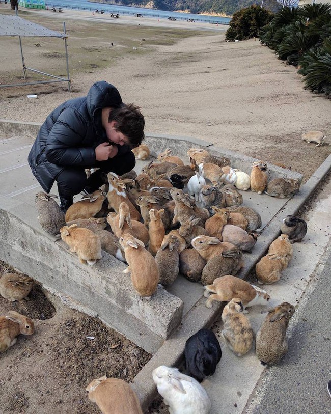 Có một thiên đường dành cho loài thỏ ở Nhật Bản - Ảnh 3.