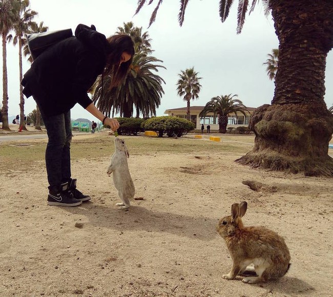 Có một thiên đường dành cho loài thỏ ở Nhật Bản - Ảnh 5.