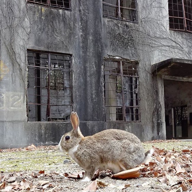 Có một thiên đường dành cho loài thỏ ở Nhật Bản - Ảnh 15.
