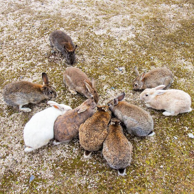 Có một thiên đường dành cho loài thỏ ở Nhật Bản - Ảnh 19.