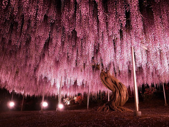 Ghé thăm xứ sở hoa tử đằng mộng mơ và nên thơ ở Nhật Bản - Ảnh 11.