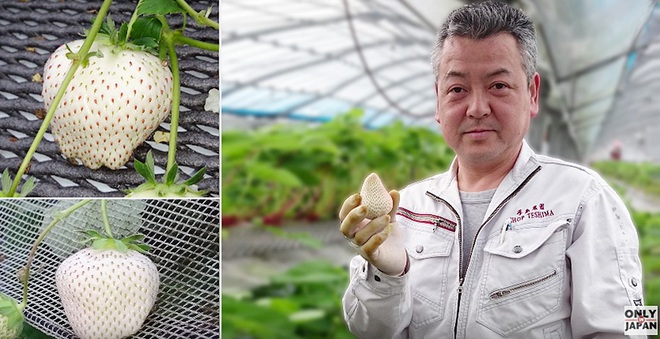 Có gì bên trong dâu tây trắng khổng lồ 200.000 đồng/quả độc nhất vô nhị tại Nhật Bản? - Ảnh 3.