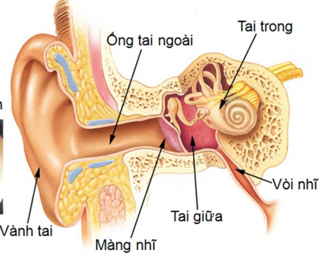 3 thói quen rất nhiều người mắc phải khiến thính lực ngày càng suy giảm nghiêm trọng - Ảnh 3.