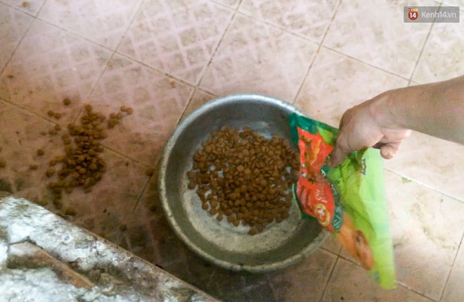 Clip cận cảnh quá trình chăm sóc tại điểm tập kết chó thả rông ở Sài Gòn trong lúc chờ chủ đến nhận - Ảnh 5. Clip cận cảnh quá trình chăm sóc tại điểm tập kết chó thả rông ở Sài Gòn trong lúc chờ chủ đến nhận - Ảnh 5.