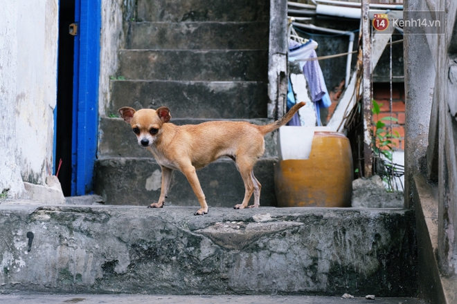 Tranh cãi vấn đề cấm nuôi chó, mèo trong chung cư ở Sài Gòn: Vẫn chưa đến hồi kết! - Ảnh 6.