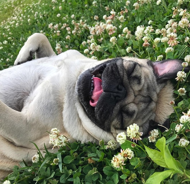 Nhìn cách chó Pug mặt xệ sành điệu hưởng thụ mùa hè, chỉ muốn ôm phản, lao ra biển - Ảnh 2. Nhìn cách chó Pug mặt xệ sành điệu hưởng thụ mùa hè, chỉ muốn ôm phản, lao ra biển - Ảnh 2.