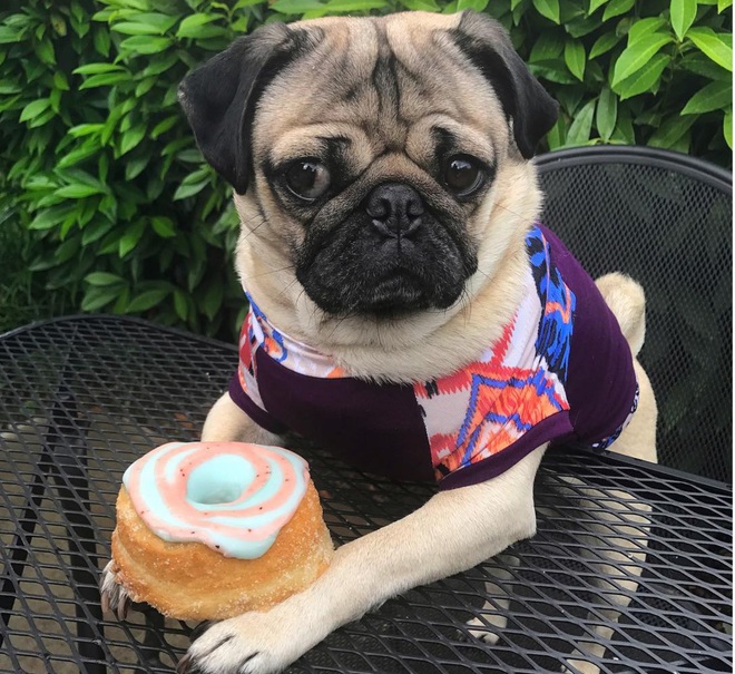 Nhìn cách chó Pug mặt xệ sành điệu hưởng thụ mùa hè, chỉ muốn ôm phản, lao ra biển - Ảnh 6. Nhìn cách chó Pug mặt xệ sành điệu hưởng thụ mùa hè, chỉ muốn ôm phản, lao ra biển - Ảnh 6.