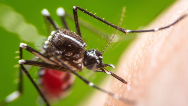 Công ty “chị em” của Google sắp thả 20 triệu con muỗi ra càn quét nước Mỹ