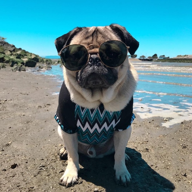Nhìn cách chó Pug mặt xệ sành điệu hưởng thụ mùa hè, chỉ muốn ôm phản, lao ra biển - Ảnh 7. Nhìn cách chó Pug mặt xệ sành điệu hưởng thụ mùa hè, chỉ muốn ôm phản, lao ra biển - Ảnh 7.