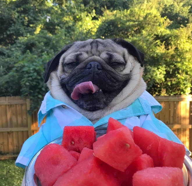 Nhìn cách chó Pug mặt xệ sành điệu hưởng thụ mùa hè, chỉ muốn ôm phản, lao ra biển - Ảnh 8. Nhìn cách chó Pug mặt xệ sành điệu hưởng thụ mùa hè, chỉ muốn ôm phản, lao ra biển - Ảnh 8.