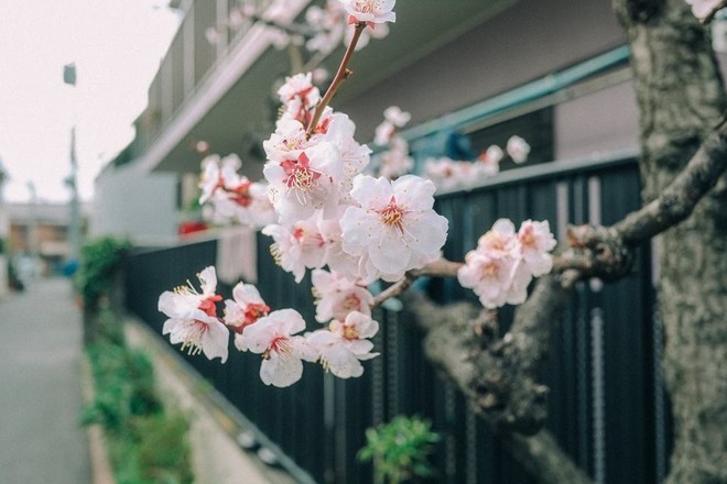 Ra đây mà xem người ta kéo nhau sang Nhật ngắm hoa anh đào hết rồi! - Ảnh 1.