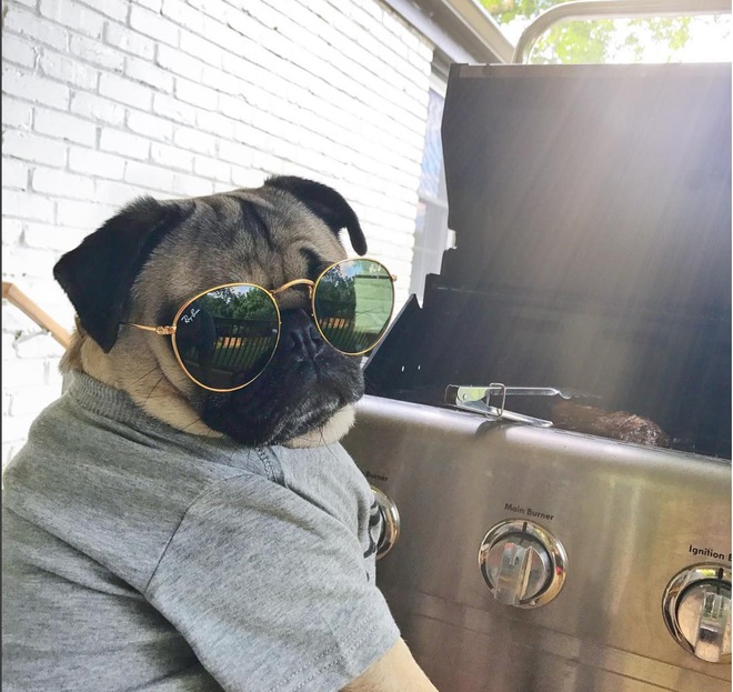 Nhìn cách chó Pug mặt xệ sành điệu hưởng thụ mùa hè, chỉ muốn ôm phản, lao ra biển - Ảnh 5. Nhìn cách chó Pug mặt xệ sành điệu hưởng thụ mùa hè, chỉ muốn ôm phản, lao ra biển - Ảnh 5.