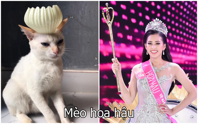 Xuất hiện boss mèo có biệt tài diễn xuất, hóa thân thành 12 nhân vật chỉ với miếng xốp bọc lê - Ảnh 9. Xuất hiện boss mèo có biệt tài diễn xuất, hóa thân thành 12 nhân vật chỉ với miếng xốp bọc lê - Ảnh 9.