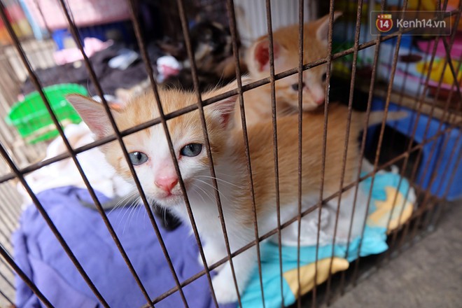 Chuyện cô giúp việc, dì bán vải chung sức cứu giúp hàng nghìn chú mèo suốt 17 năm ở Sài Gòn - Ảnh 9.