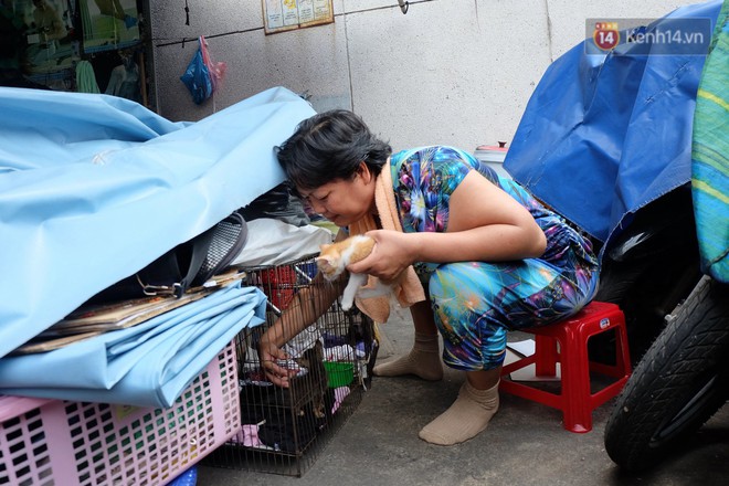 Chuyện cô giúp việc, dì bán vải chung sức cứu giúp hàng nghìn chú mèo suốt 17 năm ở Sài Gòn - Ảnh 10.