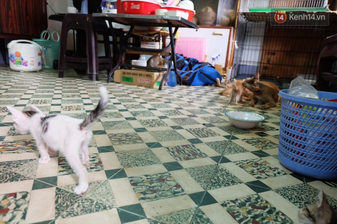 Chuyện cô giúp việc, dì bán vải chung sức cứu giúp hàng nghìn chú mèo suốt 17 năm ở Sài Gòn - Ảnh 2.