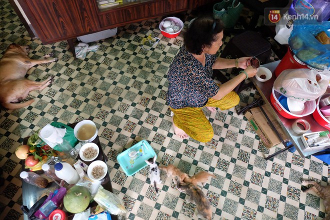 Chuyện cô giúp việc, dì bán vải chung sức cứu giúp hàng nghìn chú mèo suốt 17 năm ở Sài Gòn - Ảnh 1.