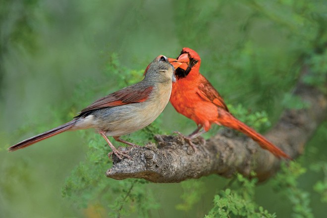 Tiết lộ thú vị từ khoa học: Loài chim cũng sở hữu hormone tình yêu giống con người - ảnh 2