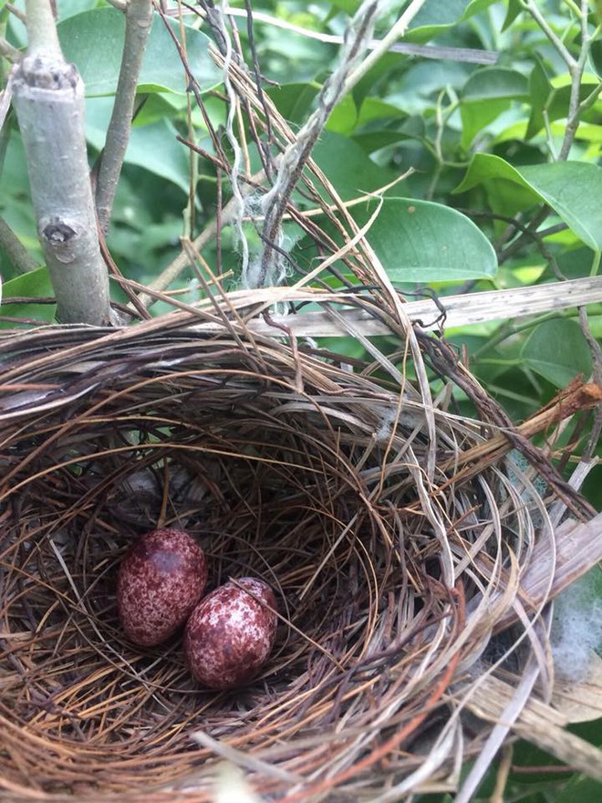 Thấy trong sân nhà có tổ chim, người phụ nữ kiên nhẫn chụp ảnh từ lúc là quả trứng cho tới khi thành bầy chim non xinh xinh - Ảnh 1.