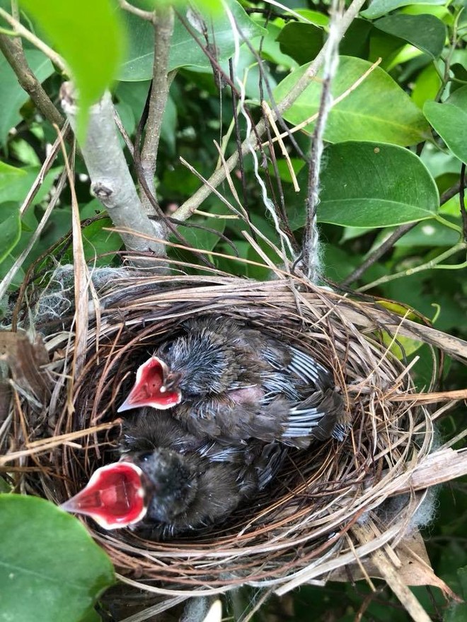 Thấy trong sân nhà có tổ chim, người phụ nữ kiên nhẫn chụp ảnh từ lúc là quả trứng cho tới khi thành bầy chim non xinh xinh - Ảnh 5.