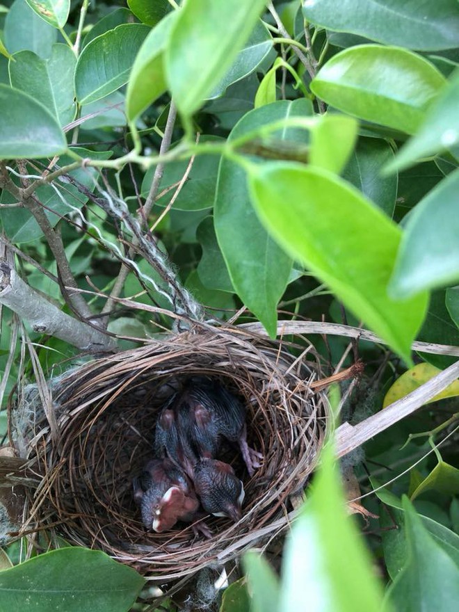 Thấy trong sân nhà có tổ chim, người phụ nữ kiên nhẫn chụp ảnh từ lúc là quả trứng cho tới khi thành bầy chim non xinh xinh - Ảnh 2.