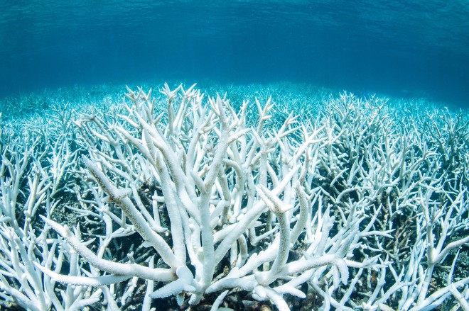 Khám phá rạn san hô thiên đường của Philippines - vẫn vẹn nguyên dù thế giới đã lâm nguy - Ảnh 6.