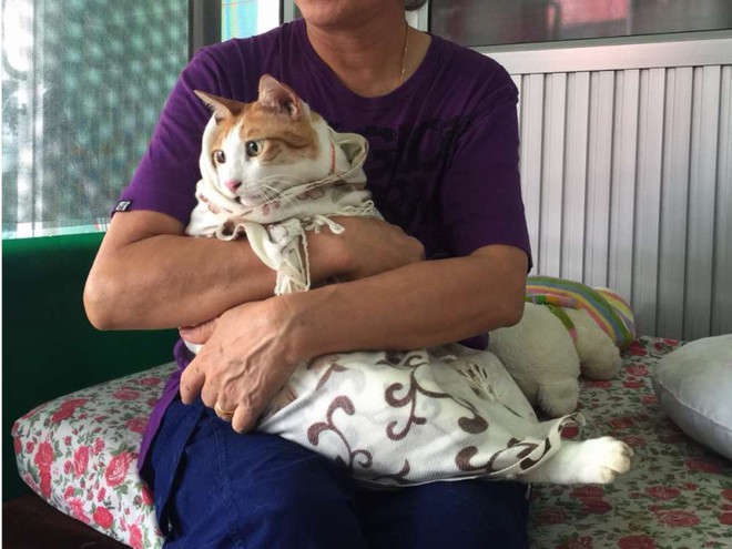 5 điều lũ boss mèo cực ghét mà chúng ta vẫn luôn làm - Ảnh 1. 5 điều lũ boss mèo cực ghét mà chúng ta vẫn luôn làm - Ảnh 1.