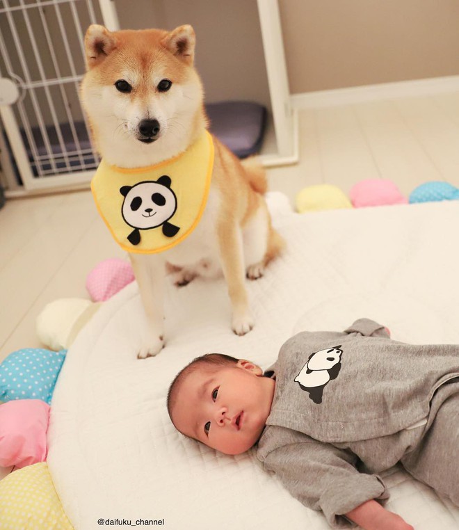 Vừa dễ thương lại biết dỗ trẻ, chó shiba thu hút gần 400.000 người theo dõi trên Instagram - Ảnh 10.