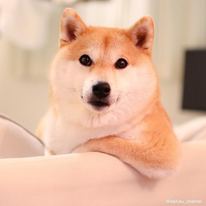 Vừa dễ thương lại biết dỗ trẻ, chó shiba thu hút gần 400.000 người theo dõi trên Instagram - Ảnh 2.